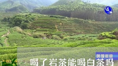 喝了岩茶能喝白茶吗/2023081457462