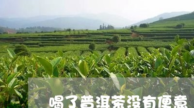 喝了普洱茶没有便意/2023071108280