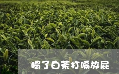 喝了白茶打嗝放屁/2023061679494