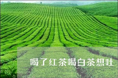 喝了红茶喝白茶想吐/2023071794615