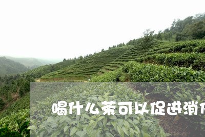 喝什么茶可以促进消化减肥/2023051170713