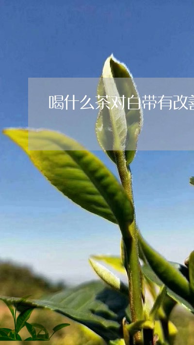 喝什么茶对白带有改善/2023071404045