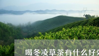 喝冬凌草茶有什么好处/2023071416260