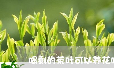 喝剩的茶叶可以养花吗/2023092320494