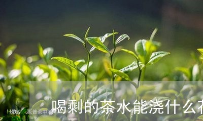 喝剩的茶水能浇什么花/2023060830375