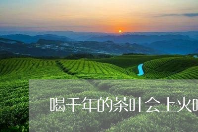 喝千年的茶叶会上火吗/2023092315949