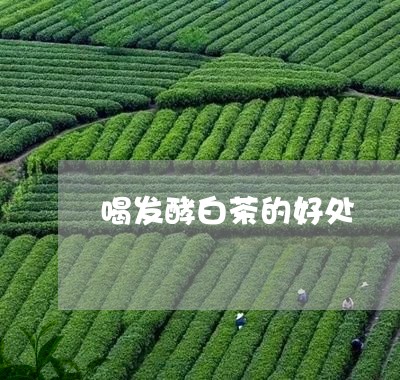 喝发酵白茶的好处/2023061694726