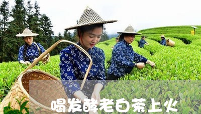 喝发酵老白茶上火/2023061624141