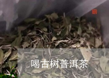 喝古树普洱茶/2023042936640