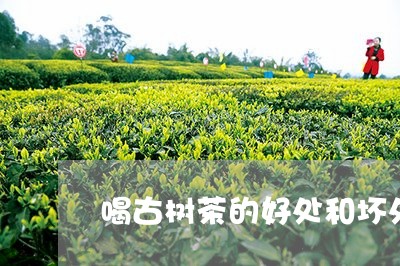 喝古树茶的好处和坏处/2023061066938