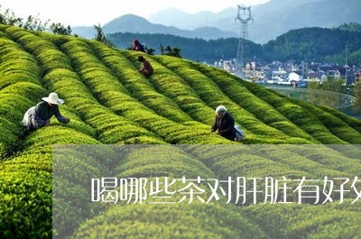 喝哪些茶对肝脏有好处/2023071472947