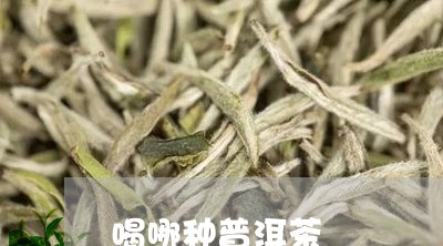 喝哪种普洱茶/2023042715780