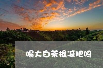 喝大白茶根减肥吗/2023061644038