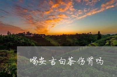 喝安吉白茶伤肾吗/2023061653705