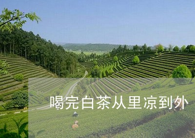 喝完白茶从里凉到外/2023071640495