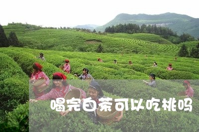 喝完白茶可以吃桃吗/2023081303704