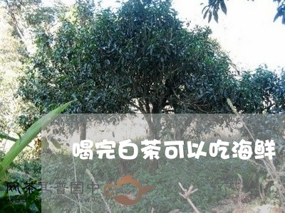 喝完白茶可以吃海鲜/2023121841584