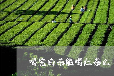 喝完白茶能喝红茶么/2023071669401