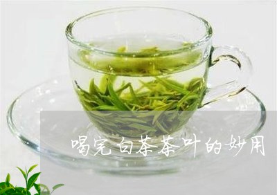 喝完白茶茶叶的妙用/2023121872757