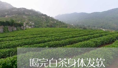 喝完白茶身体发软/2023061682828