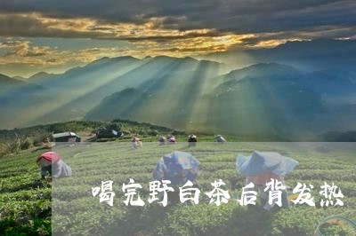 喝完野白茶后背发热/2023071642827