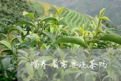 喝寿眉需要洗茶吗/2023090852836