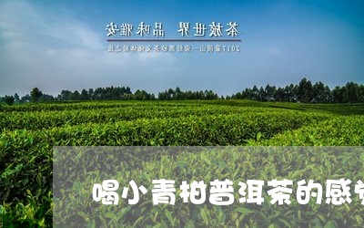 喝小青柑普洱茶的感觉/2023061784949