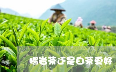 喝岩茶还是白茶更好/2023071617502