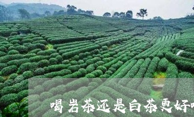 喝岩茶还是白茶更好喝呢/2023101672735