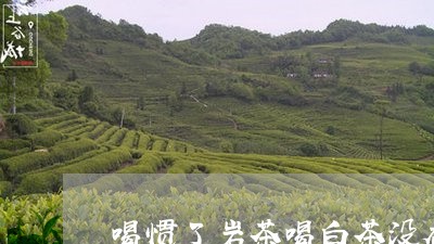 喝惯了岩茶喝白茶没香味/2023101689473