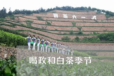 喝政和白茶季节/2023112433868