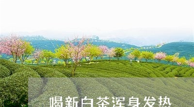 喝新白茶浑身发热/2023061616269