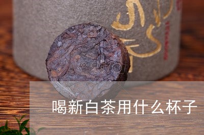 喝新白茶用什么杯子/2023071669692