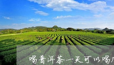 喝普洱茶一天可以喝几杯/2023103170493