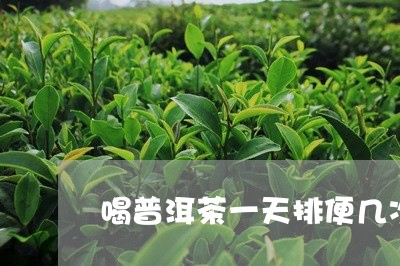 喝普洱茶一天排便几次/2023093083623