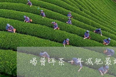 喝普洱茶一年减肥最好/2023061617472