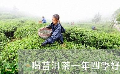 喝普洱茶一年四季好吗/2023092535858