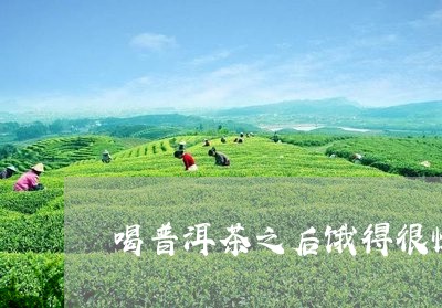 喝普洱茶之后饿得很快/2023062466159