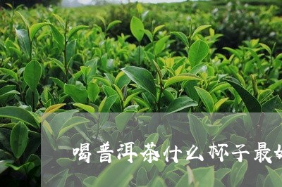 喝普洱茶什么杯子最好/2023062751592