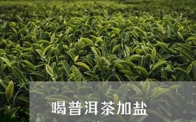 喝普洱茶加盐/2023042700365