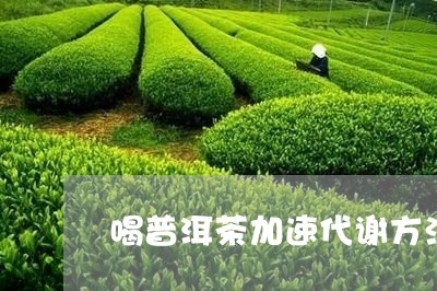 喝普洱茶加速代谢方法视频/2023082784826