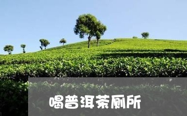 喝普洱茶厕所/2023042606312