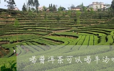 喝普洱茶可以喝羊汤吗/2023062989493