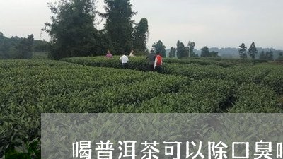 喝普洱茶可以除口臭吗/2023062397583