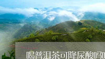 喝普洱茶可降尿酸吗吗/2023063071583