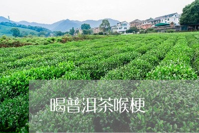 喝普洱茶喉梗/2023042503465