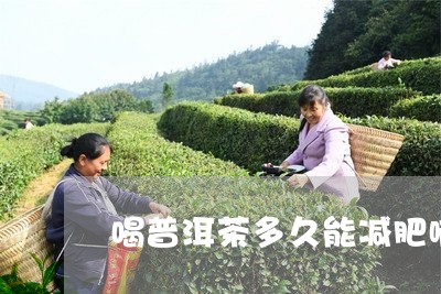 喝普洱茶多久能减肥啊女/2023082944048