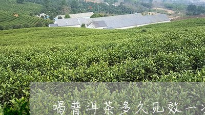 喝普洱茶多久见效一次/2023062851626