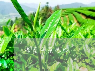 喝普洱茶恶心/2023042995018