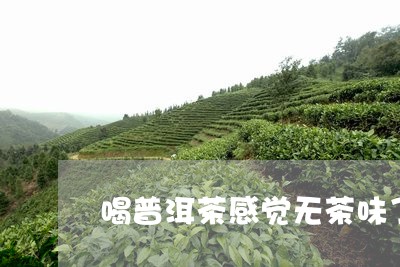 喝普洱茶感觉无茶味了怎么办/2023052880493